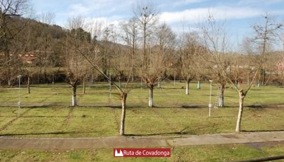 camping-en-cangas-de-onis-covadonga (6)